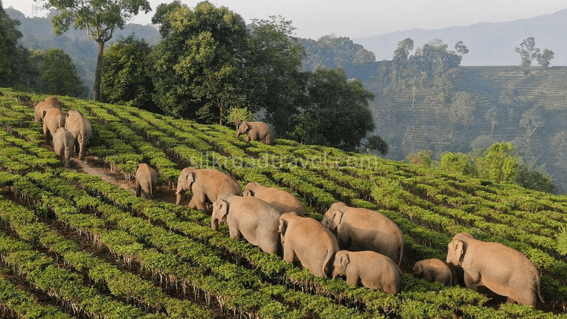 Wild Elephant Valley.png