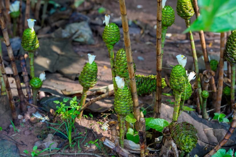 Tropical Botanical Garden.jpg