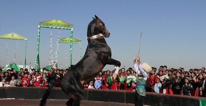 Akhalteke horses .jpg