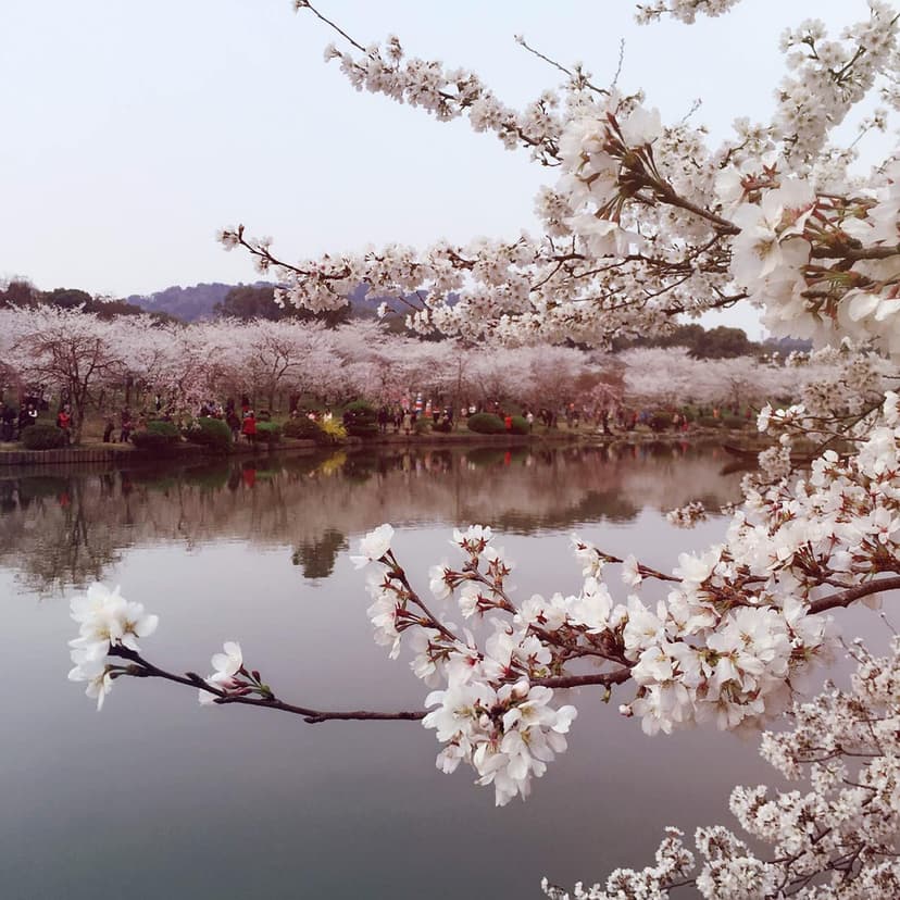 Wuhan Cherry Blossom.jpg