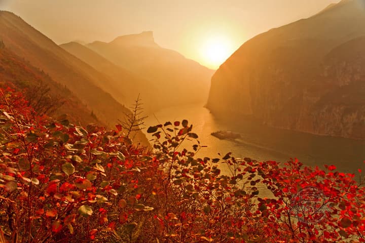Red leaves.jpg