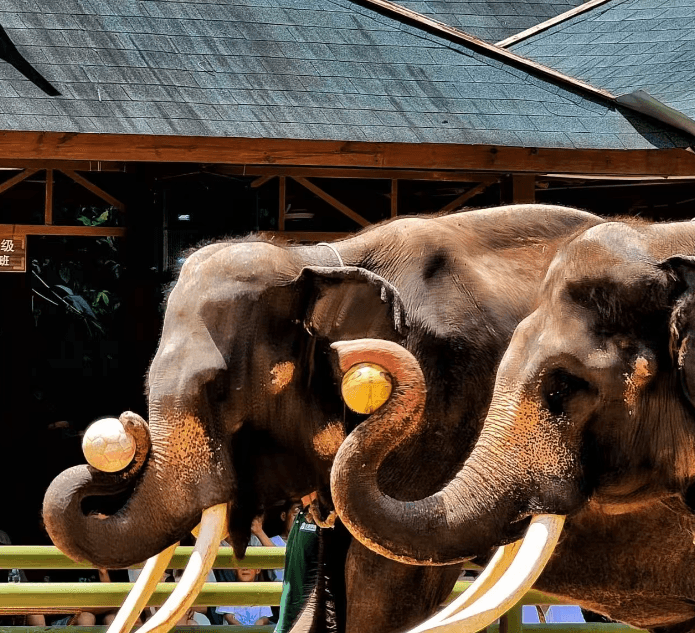 yunnan-wild-elephant-vally-1.png