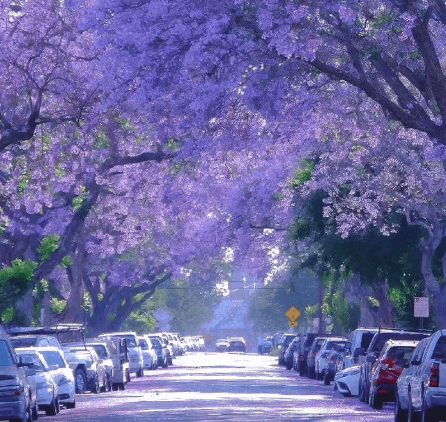 the-spring-of-yunnan.png
