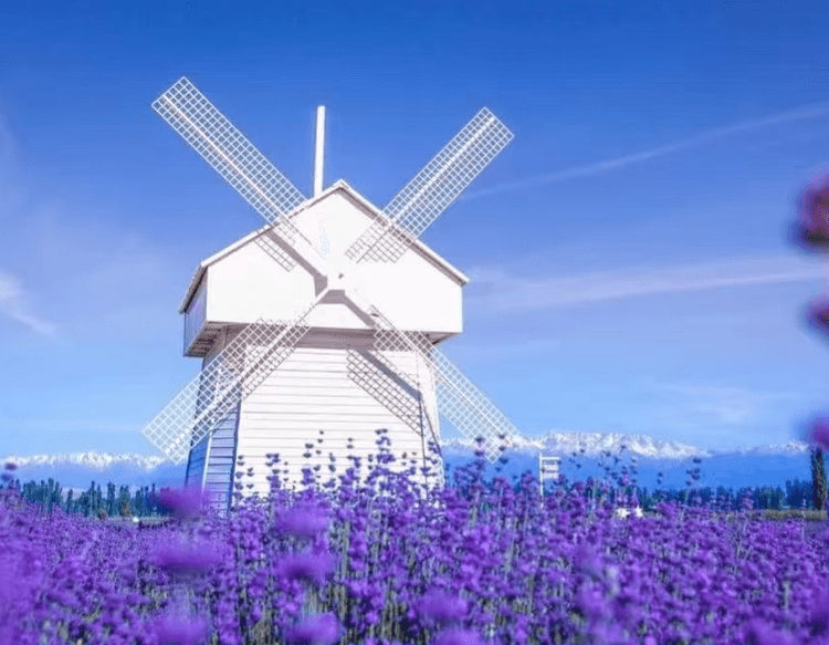 xinjiangyili lavender.png