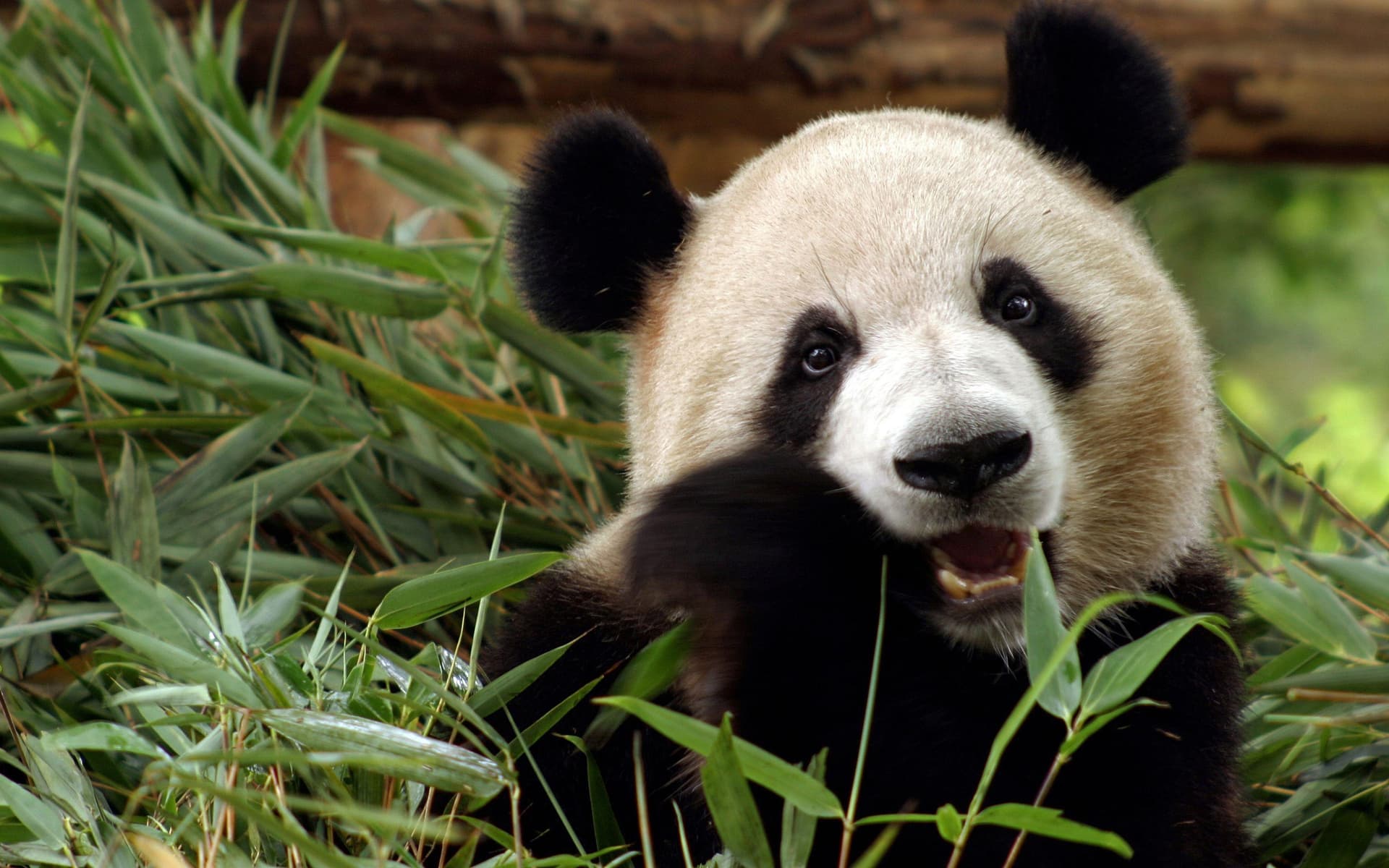 chinese-giant-panda