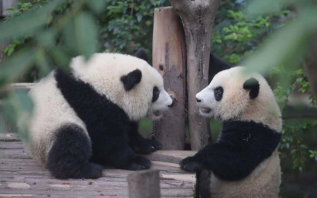 giant-panda-breeding-research-base