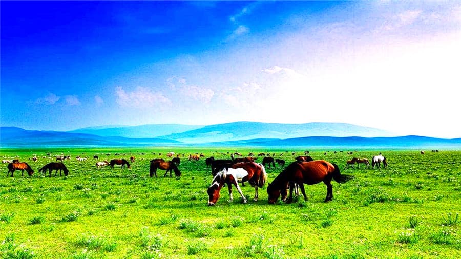 shelamuren-grassland