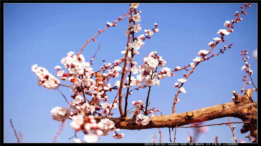 apricot-flower
