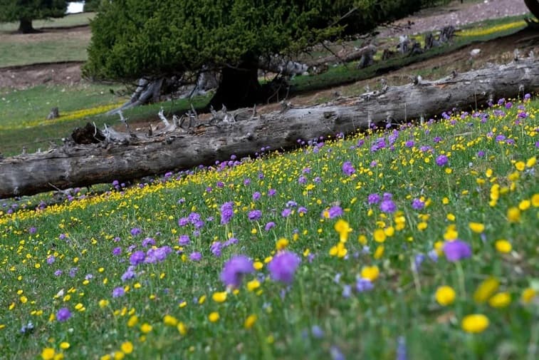 east-kalajun-grassland-1