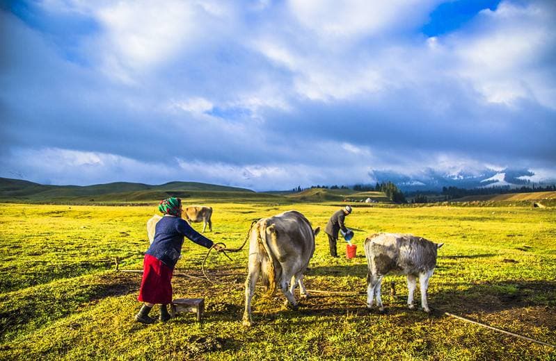 nalati-grassland-1