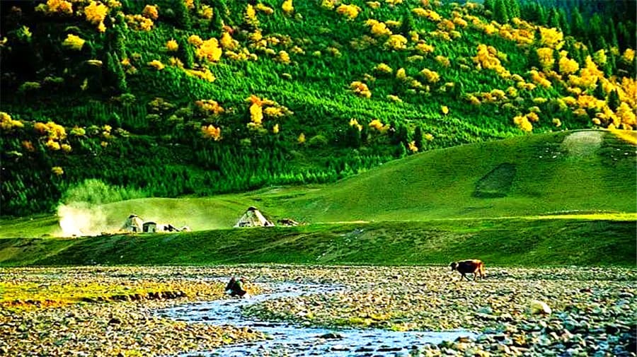 naraty-grassland-1