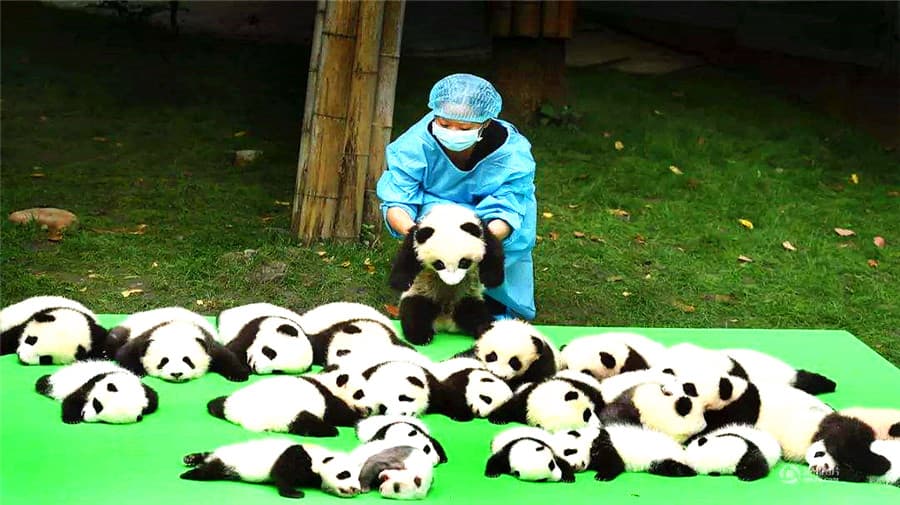 enjoy-the-cute-giant-pandas