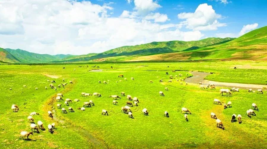 sangke-grassland