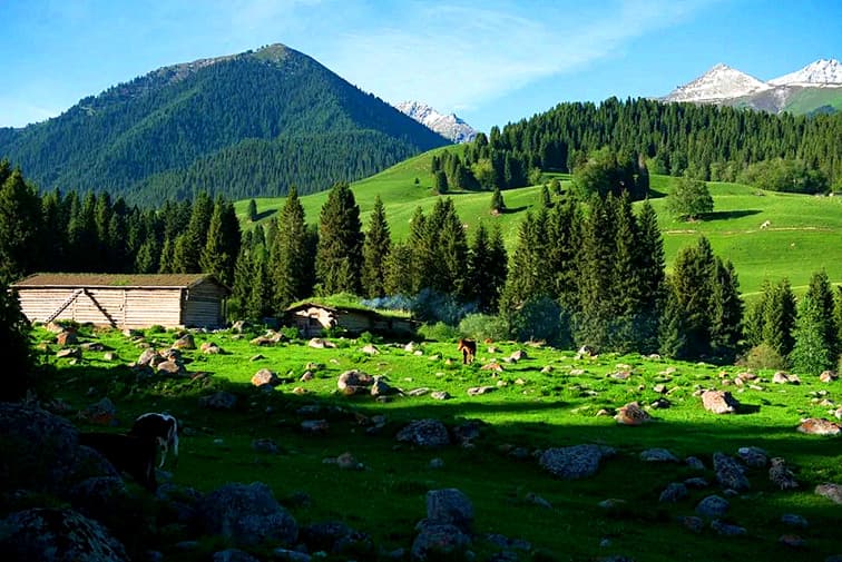 qiaxi-grassland-1