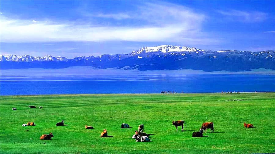 naraty-grassland
