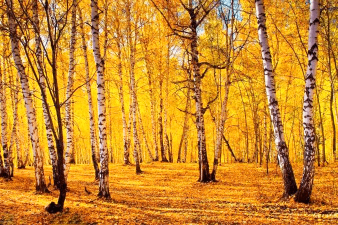 white-birch-forest