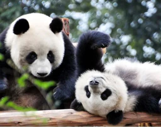 giant-pandas