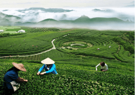 meijiawu-tea-village