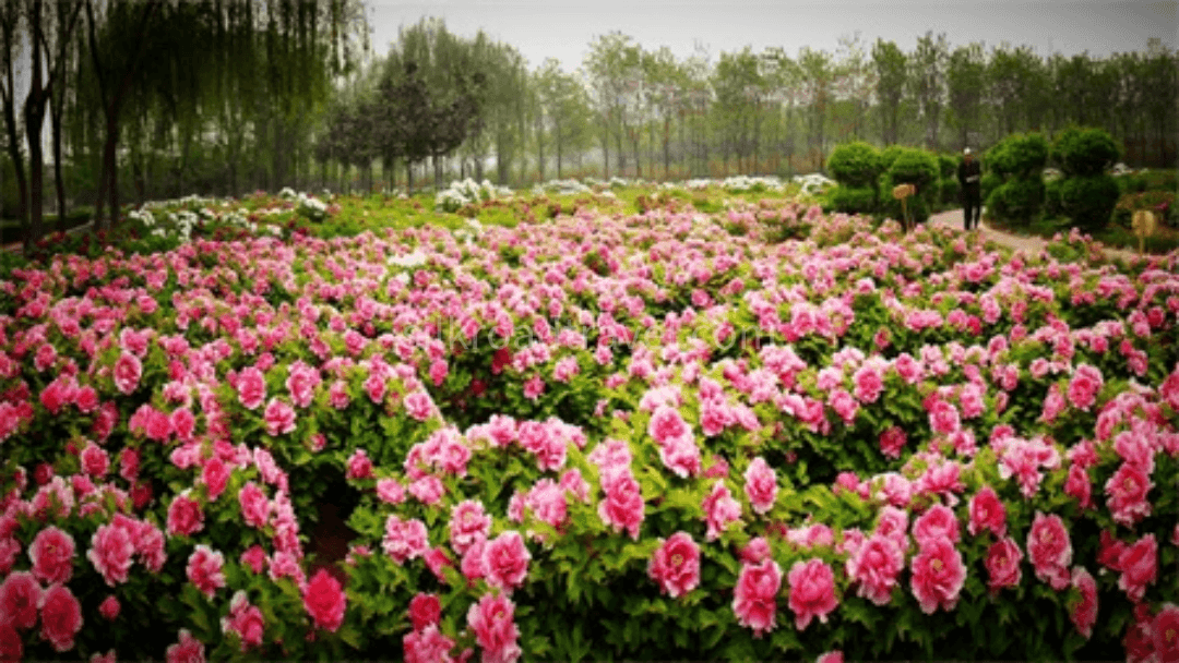 luoyang-peony-festival