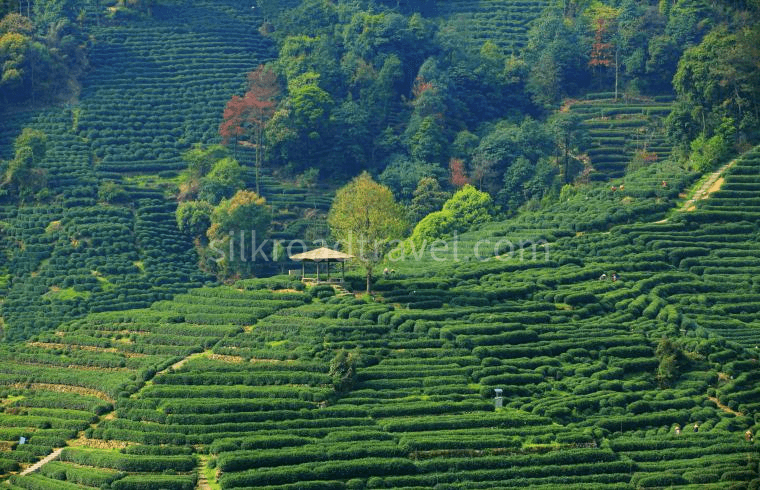 longjing-village