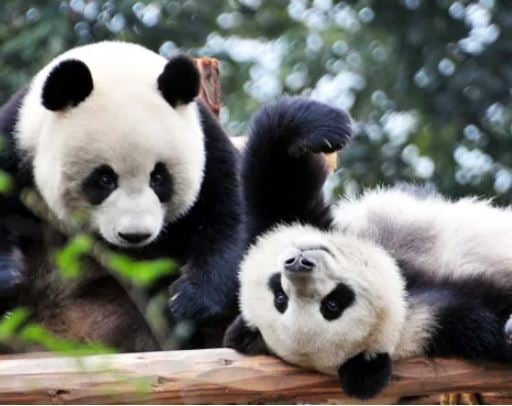giant-pandas