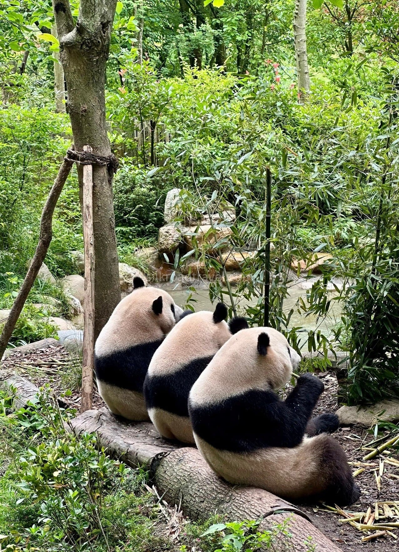 chengdu-panda-base