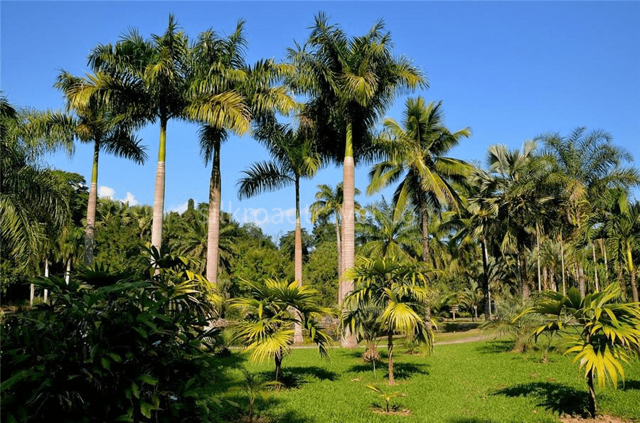 Xishuangbanna Tropical Botanical Garden.png Xishuangbanna Tropical Botanical Garden.png