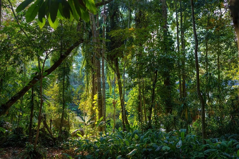 Xishuangbanna Tropical Botanical Garden.jpg Xishuangbanna Tropical Botanical Garden.jpg