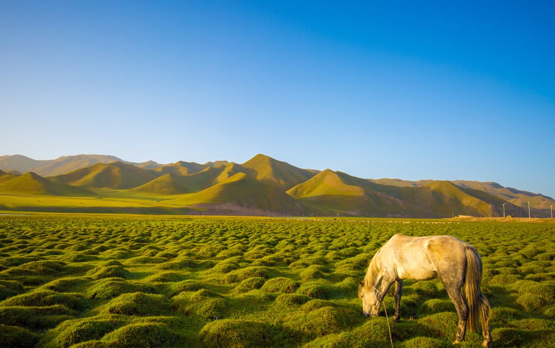 bayanbulak-grassland-17.jpg bayanbulak-grassland-17.jpg
