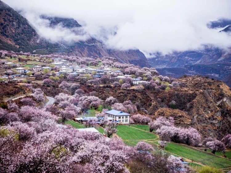 Gala Peach Blossom Village Gala Peach Blossom Village