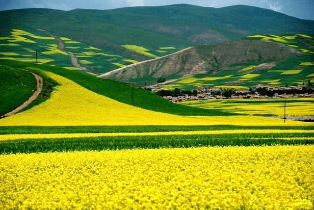Menyuan Rape Flower Menyuan Rape Flower