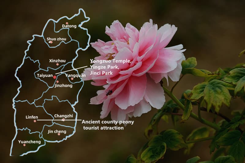 Peony Peony
