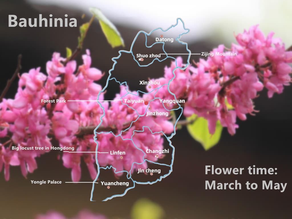 Bauhinia Bauhinia
