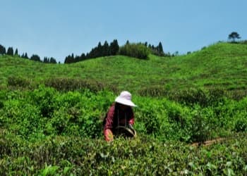 Lushan Cloud and Mist Tea Lushan Cloud and Mist Tea
