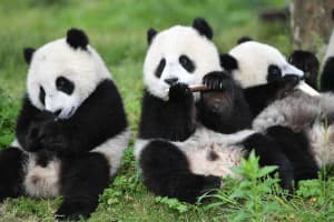Chengdu Panda Base Chengdu Panda Base