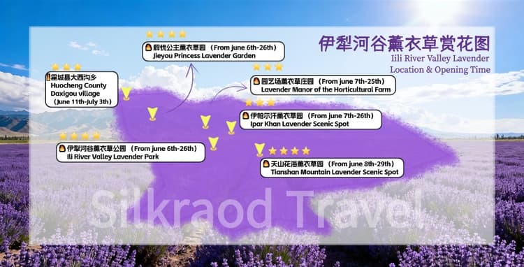 Ili lavender opening time.jpg Ili lavender opening time.jpg