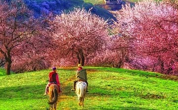 yining-apricot-valley yining-apricot-valley