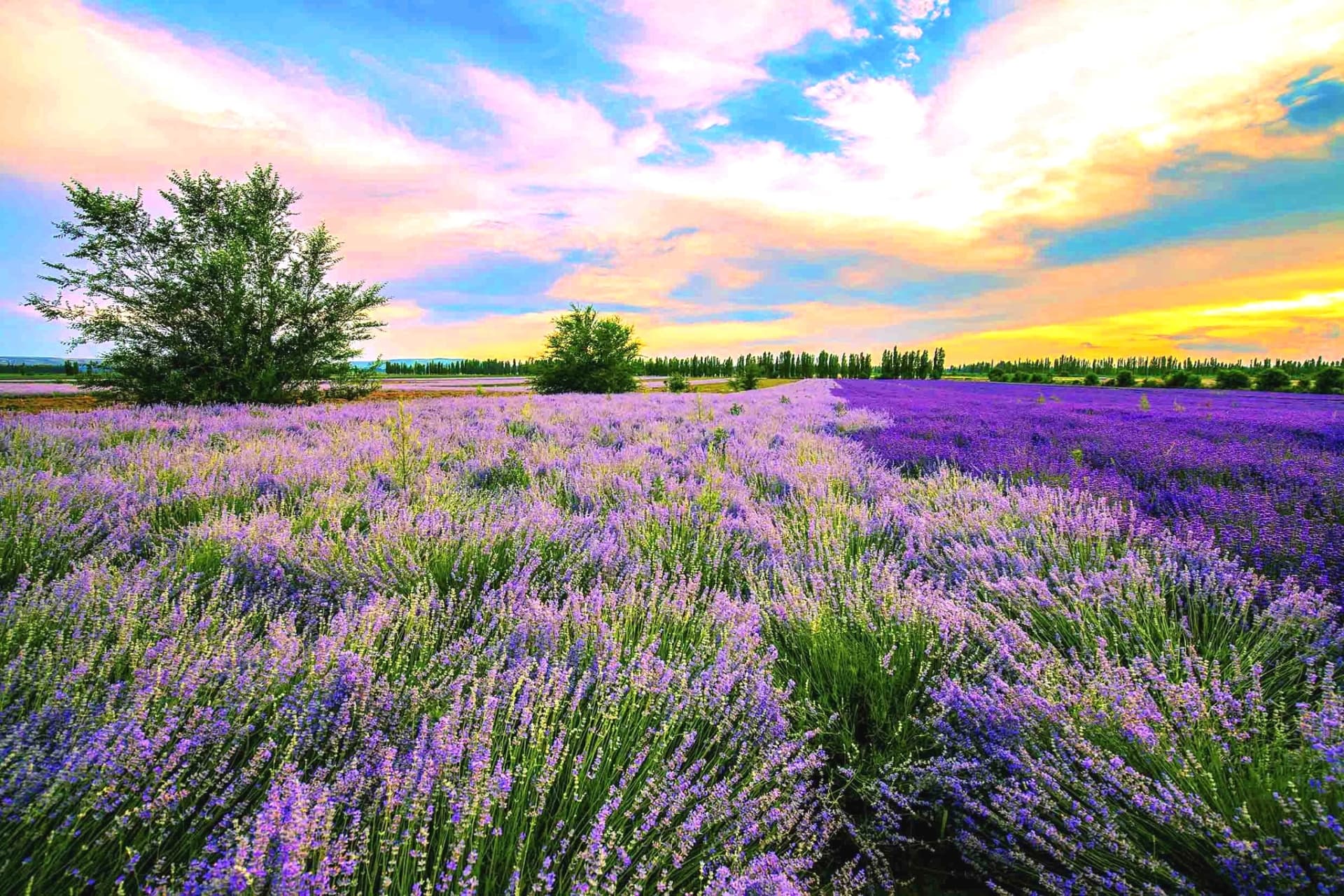 xinjiang-lavender-season xinjiang-lavender-season