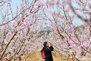 shanxi-spring-flower-guide shanxi-spring-flower-guide