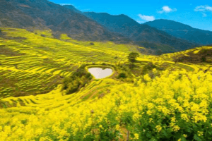 jiangxi-spring-flower-guide jiangxi-spring-flower-guide