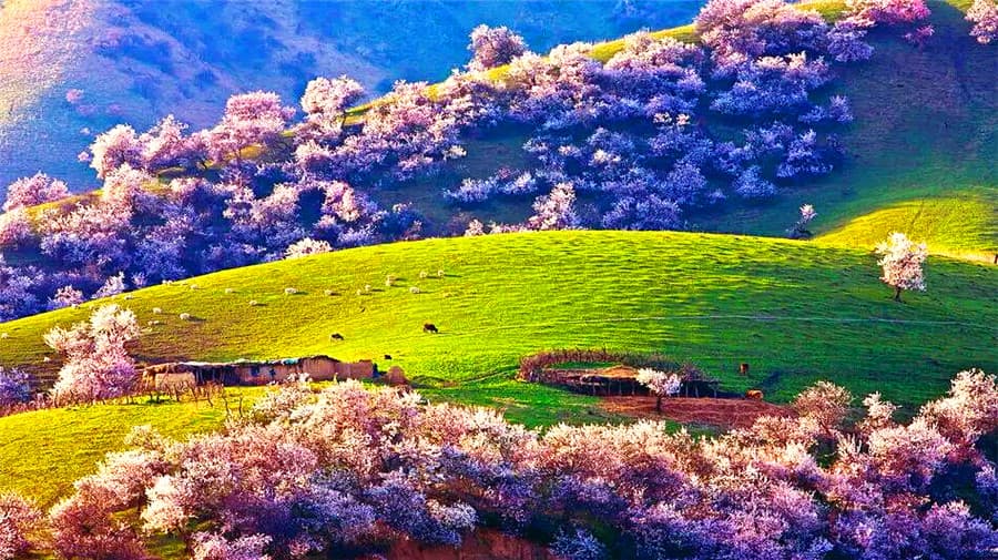 apricot-valley-02 apricot-valley-02