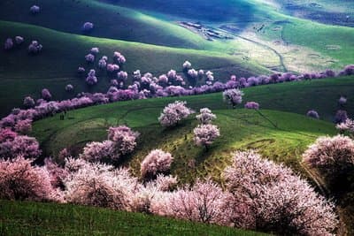 apricot-valley-1 apricot-valley-1