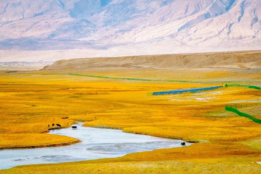 golden-grassland golden-grassland