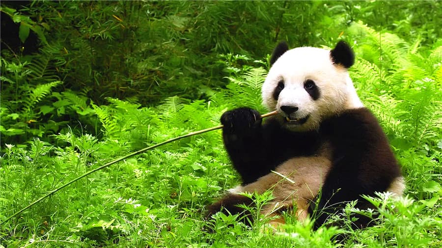 enjoy-the-cute-giant-pandas enjoy-the-cute-giant-pandas