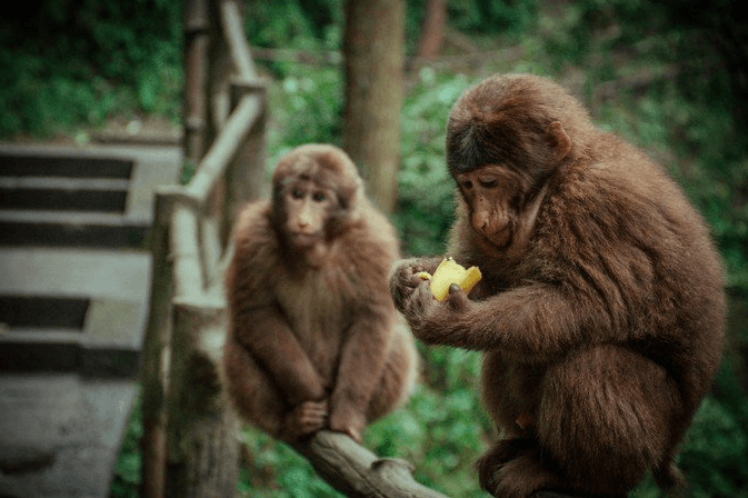 emei-monkey emei-monkey