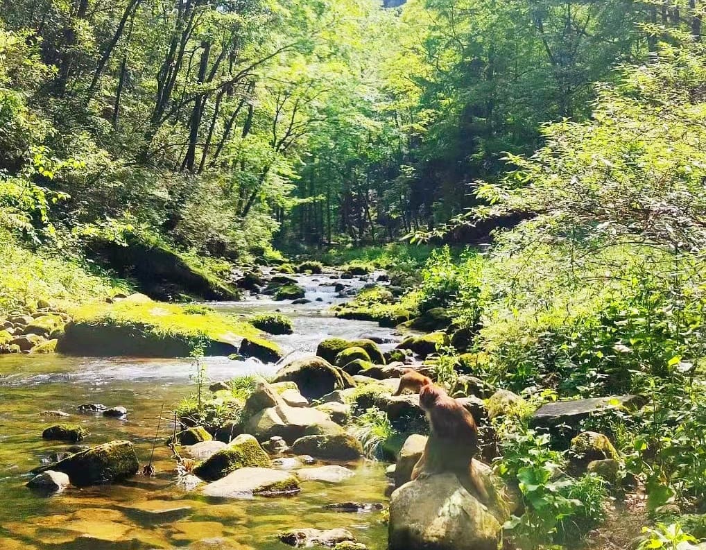 golden-whip-stream golden-whip-stream