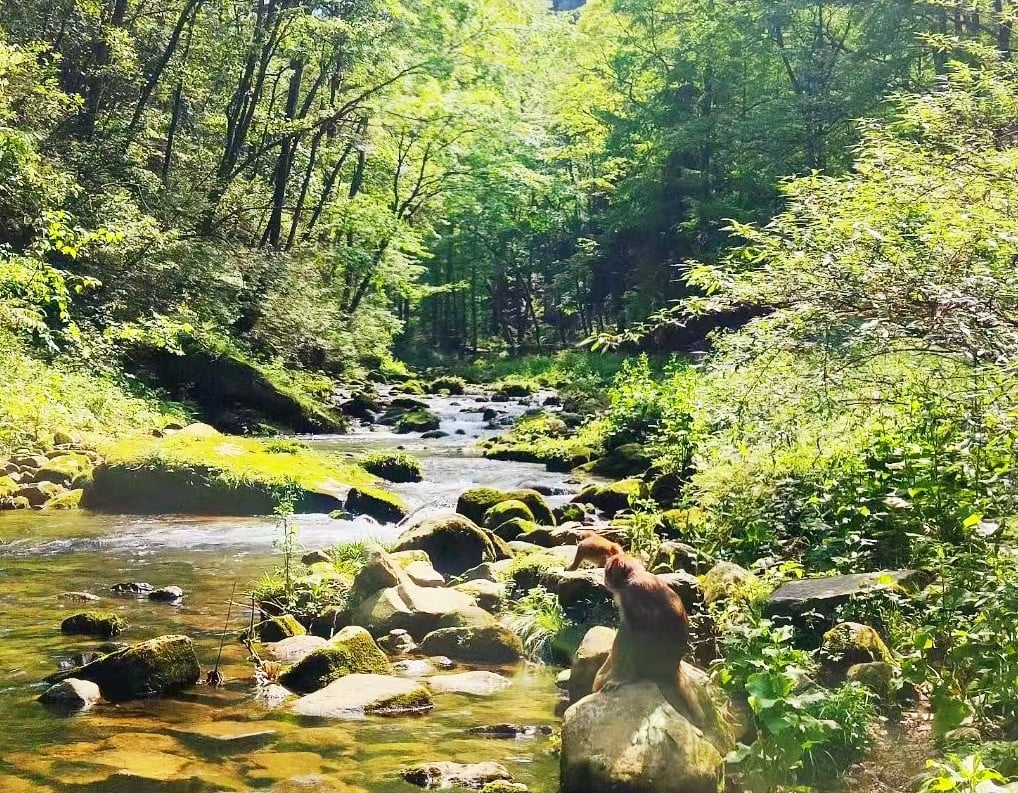 golden-whip-stream golden-whip-stream