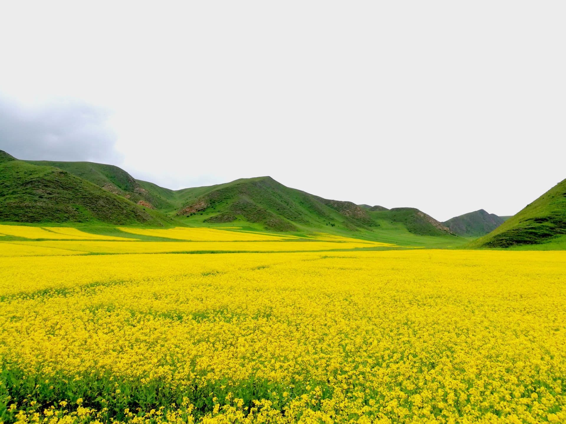 ngoring-flower-sea ngoring-flower-sea