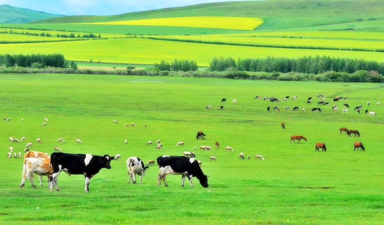 13-days-northeast-china-tour-to-harbin-inner-mongolia 13-days-northeast-china-tour-to-harbin-inner-mongolia