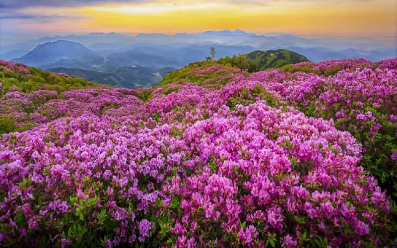 bijie-rhododendron-scenic-area bijie-rhododendron-scenic-area